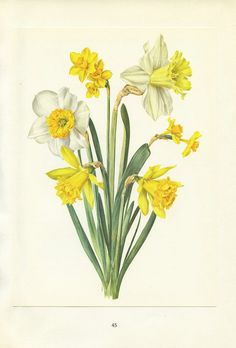 an illustration of yellow and white daffodils