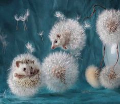 three little hedgehogs in a vase surrounded by dandelions on a blue background