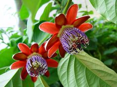 two red flowers with green leaves in the background