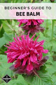 the beginner's guide to bee balm, with text overlaying it