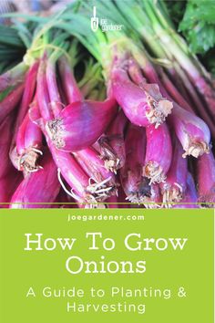 an image of onions with the title how to grow onions guide to planting and harvesting