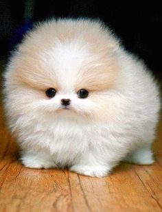 a small white dog sitting on top of a wooden floor