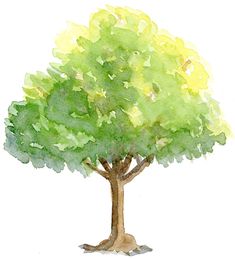 a watercolor painting of a tree with green leaves