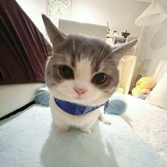 a grey and white cat wearing a blue collar on top of a bed in a bedroom