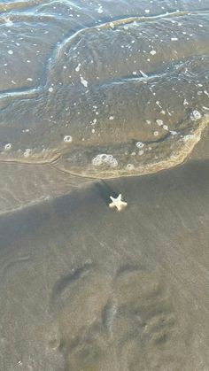 a starfish is seen in the water at the beach