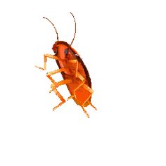 a brown bug on a white background