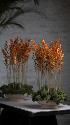 three pots with plants in them sitting on a table