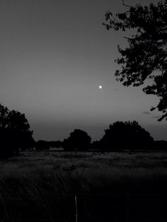 the moon is shining in the dark sky above some trees and tall grass on a field