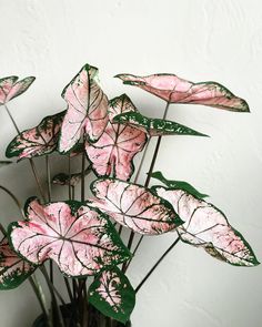 pink and green leaves in a vase on a white wall behind it is a plant