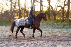 a woman riding on the back of a brown horse through a forest filled with trees