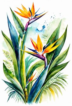 watercolor painting of birds of paradise