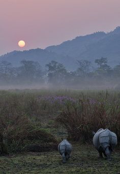 two horses grazing on grass in front of a mountain with mist coming off the top