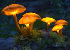 three glowing mushrooms sitting on top of a moss covered rock