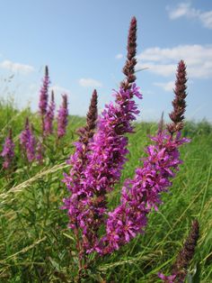 purple flowers in the middle of a green field with blue sky and clouds behind them