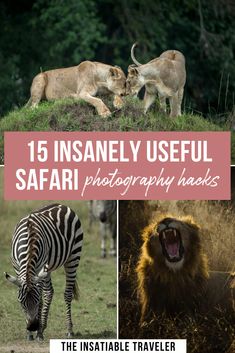 animals and lions in the wild with text overlay that reads 15 insanely useful safari photography hacks