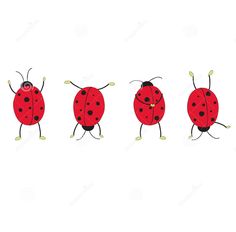 four red ladybugs standing in a row on a white background stock photo image