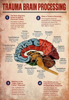 Punkty Spustowe, Positiva Ord, Brain Facts, Limbic System, Mental Health Facts, The Human Brain, Brain Science, Ideas For Living Room, School Garden