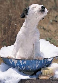 a small white dog sitting in a blue bowl