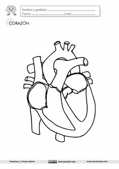 the human heart is shown in this coloring page, with instructions to learn how to draw it