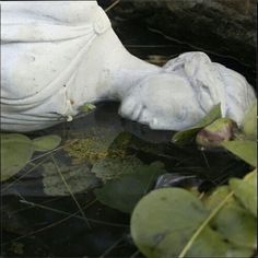 a white statue laying on top of water next to plants and leaves in a pond