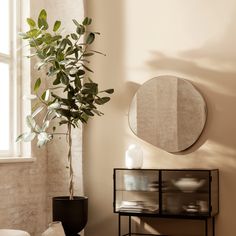 a potted plant sitting on top of a table next to a mirror and shelf