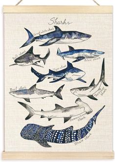 a drawing of sharks and other marine creatures on a white background with the words sharks written in