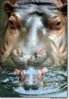 two baby hippos are in the water with their mouths open and one is sticking its head out