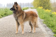 a brown and black dog standing on top of a gravel road next to green grass