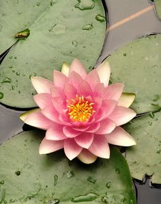 a pink waterlily floating on top of green leaves