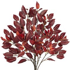 a tree with red leaves is shown against a white background