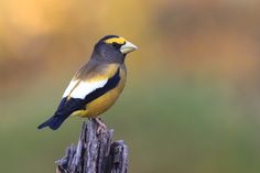 a yellow and black bird sitting on top of a wooden post