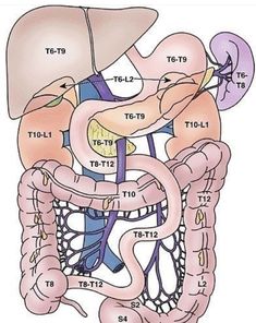 Human Anatomy Picture, Punkty Spustowe, Digestive System Anatomy, Basic Anatomy And Physiology, Medical Student Study, Human Body Anatomy, Medical School Studying, Muscle Anatomy, Human Anatomy And Physiology