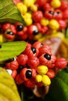 red and yellow berries are growing on the tree