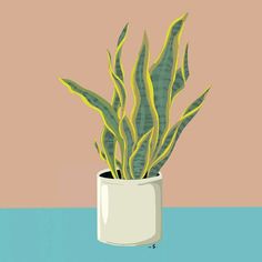 a potted plant sitting on top of a table next to a pink and blue wall