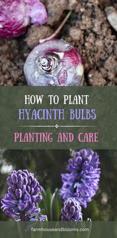 two pictures, one of hyacinth bulbs being planted in the garden, and one of purple hyacinth flowers Hyacinths Garden, Bulbs Garden Design, Hyacinth Bulbs, Hyacinth Plant, Diy Container Gardening, Hyacinth Flowers, Fragrant Plant, Spring Flowering Bulbs, Garden Bulbs