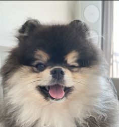 a small dog sitting on top of a white couch next to a window with it's tongue hanging out