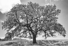 black and white photograph of a large tree in the middle of a field with clouds overhead