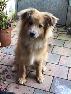 a brown and white dog sitting on top of a brick floor next to a potted plant