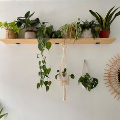 some plants are hanging on the wall and there is no image here to provide a caption for