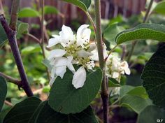 a white flower is blooming on a tree branch