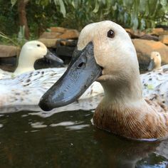 the duck is swimming in the pond with other ducks