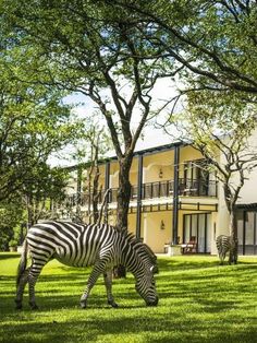 two zebras graze on the grass in front of an apartment building