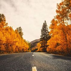 an empty road surrounded by trees with yellow leaves on the sides and white lines in the middle