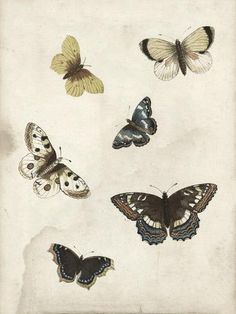 four different butterflies are shown in this antique illustration, one is white and the other is brown