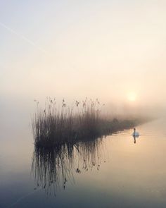 a bird is standing in the water on a foggy day