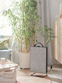 a suitcase sitting on the floor next to a potted bamboo tree in a living room