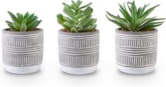 three pots with plants in them on a white surface