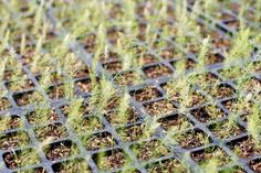 small green plants growing on top of a metal grate covered in dirt and grass