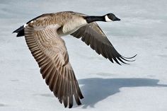 a goose is flying through the snow with it's wings spread out and its head down