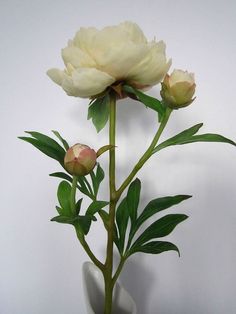 Plant Study, Floral Photo, Luxury Flowers, Clay Flowers, Sugar Flowers, Peony Flower, Exotic Flowers, Flower Images